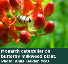 A monarch caterpillar on a butterfly milkweed plant. Photo: Anna Fiedler, MSU